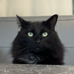 Profile (steporter)