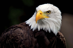 Profile (mark.rosenbaum)
