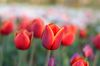 Tulipanes-significadoflores-scaled.jpg