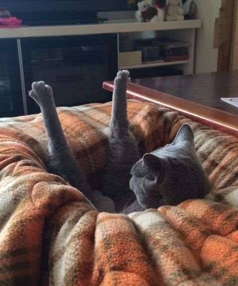 cattv.jpg