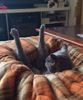 cattv.jpg