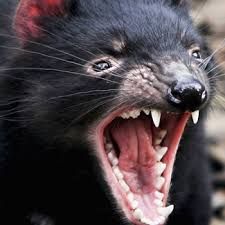 rawr.jfif