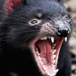 rawr.jfif