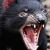 rawr.jfif