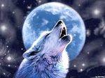 Profile (jwolf1)