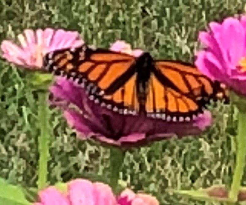 Monarch2019 (3).JPG
