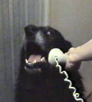 HelloThisIsMax.PNG