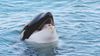 Orca.jpg