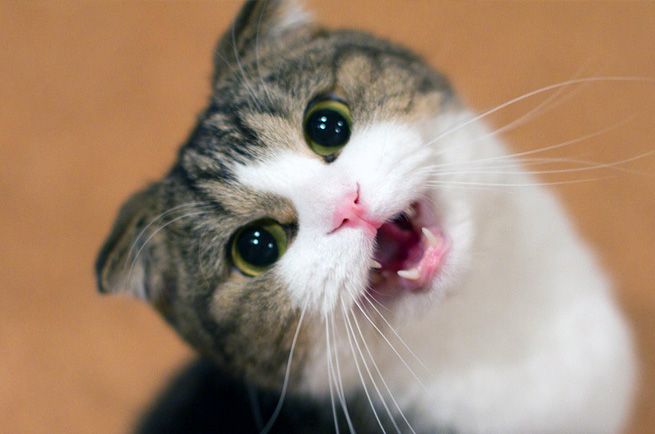 meows.jpg