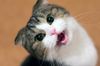 meows.jpg