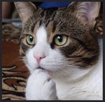 how-to-talk-to-engineers-cat2.png