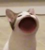 cat - Copie.jpg