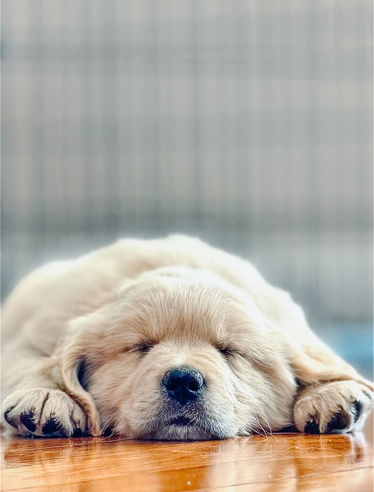 AFF39C2C-1025-4C81-8560-8191F30E539E.jpg