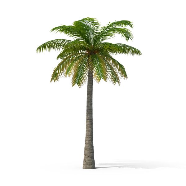 palm-tree-n1K3PDF-600.jpg