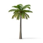 palm-tree-n1K3PDF-600.jpg