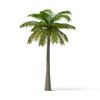 palm-tree-n1K3PDF-600.jpg