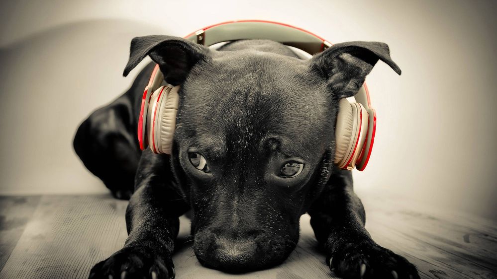 dogs-dog-headphones-back-tohome.jpg