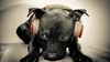 dogs-dog-headphones-back-tohome.jpg