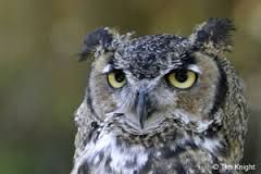 hooo.jpeg