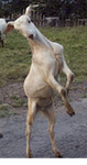 wut.PNG