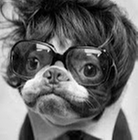 pug.PNG