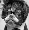 pug.PNG