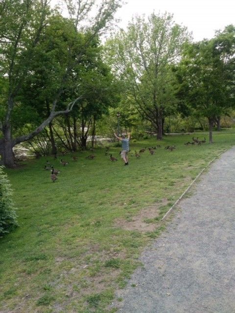 rob_geese.jpg